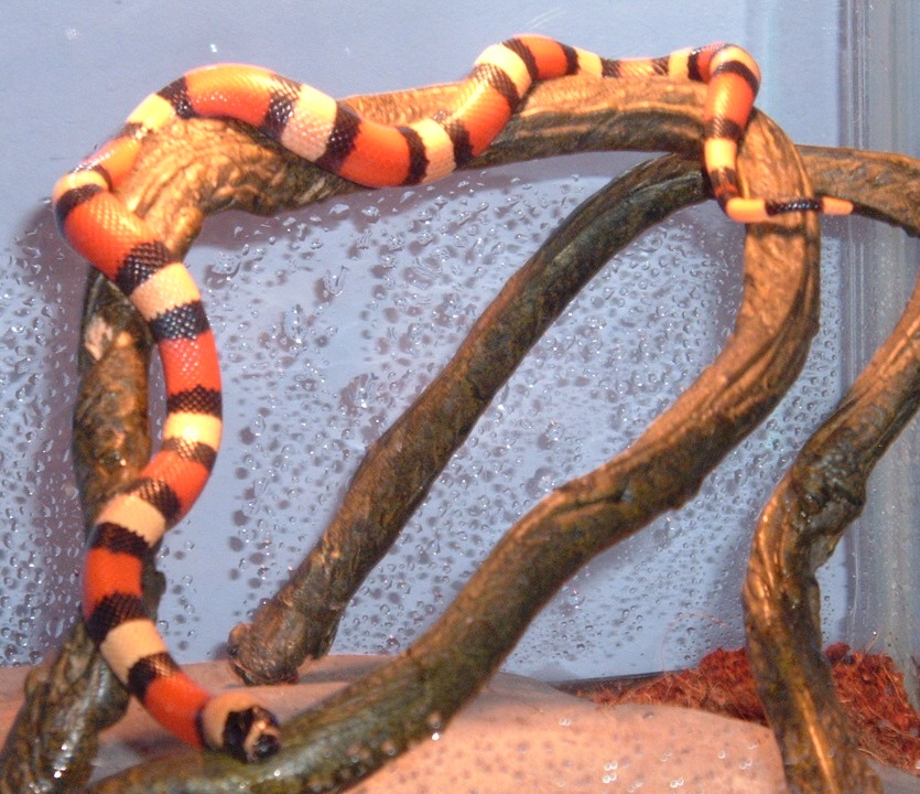 Apricot Pueblan Milksnake "Ava" 2