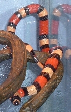 Apricot Pueblan Milksnake "Ava" 4