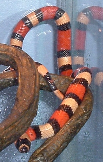 Apricot Pueblan Milksnake "Ava" 4