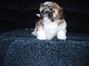 barking gizmo