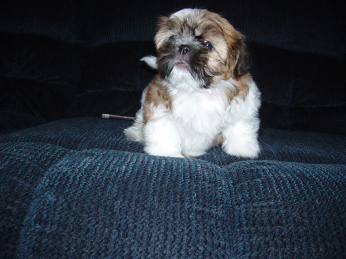 barking gizmo