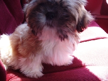 fluffygiz