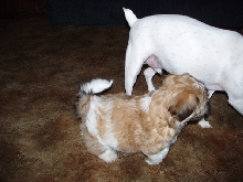 kaiser and gizmo