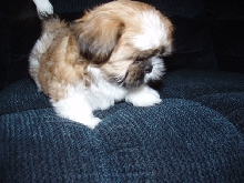 little puppy