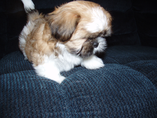 little puppy