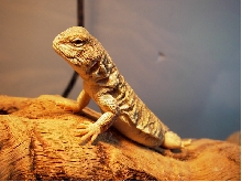 My new buddy -- Bruce the Mali!