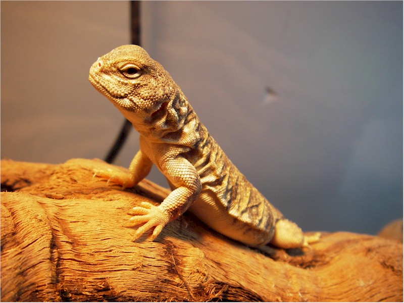 My new buddy -- Bruce the Mali!
