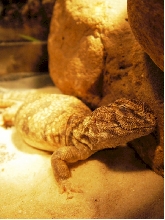 Sleepy Lizard