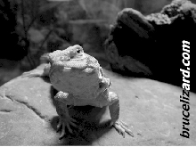 Greyscale of right