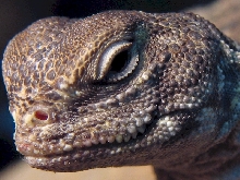 Closeup