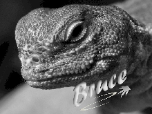 Bruce's Modeling Career Begins!