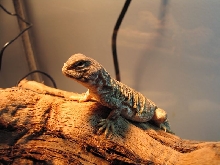 Baby Pictures