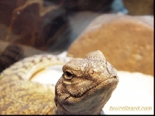 Mr. Bruce L'Zard!