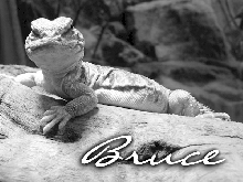 Yet more Bruce