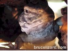 Bruce in his cave.