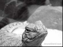 Grayscale of right
