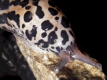 Speedy The Slug!