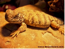 Another Bruce Picture.