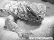 Bruce....still sleepin'!