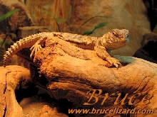 Bruce Basking (Color)