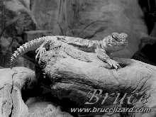 Bruce Basking (Grayscale)