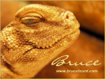 Closeup II