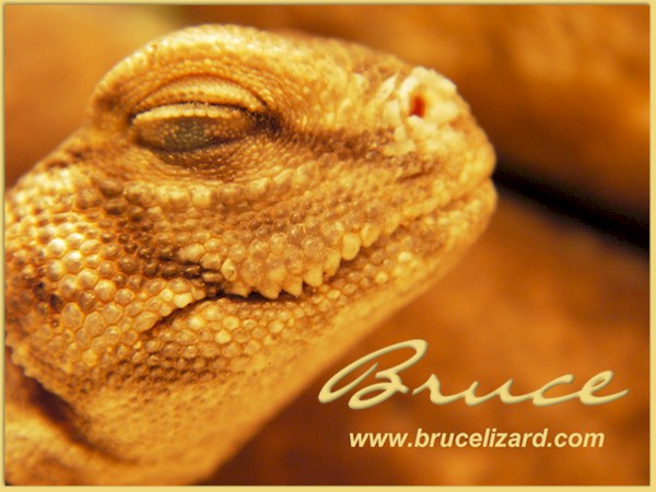 Closeup II