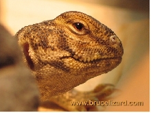More Bruce...