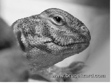 Grayscale of right