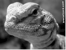 Grayscale of right