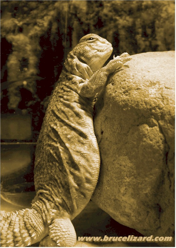 The Lizard Bar