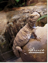 Oh yeah!  A Lizard's Life Is Good!