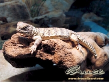 Life as a lizard is good: Part II