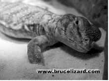 Sleepy Bruce!