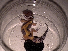 Petco find