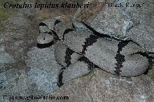 klaub