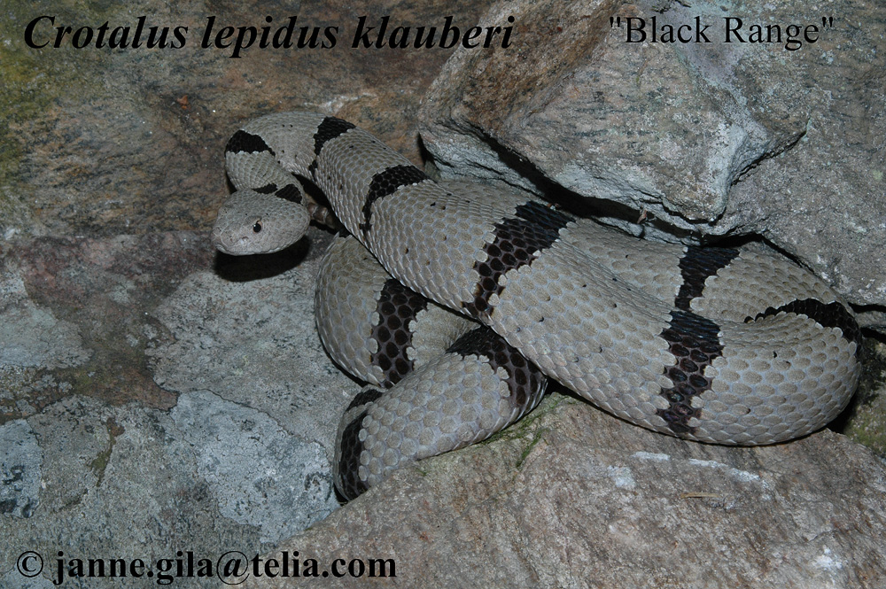 klaub