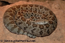 exiguus