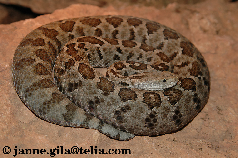 exiguus