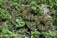 maculosus