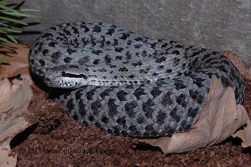 Crotalus p pricei