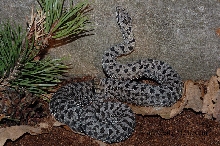Crotalus p pricei
