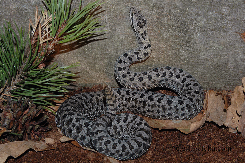 Crotalus p pricei