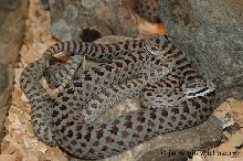 Crot pricei mating