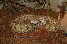 Crotalus ravus exigus