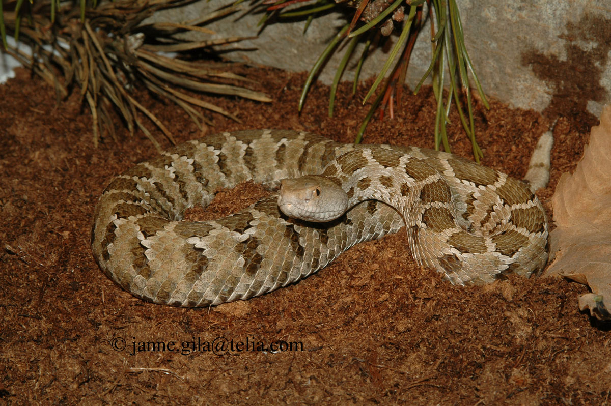 Crotalus ravus exigus
