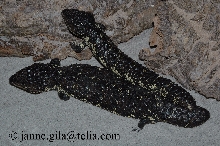trachydosaurus rugosa aspera