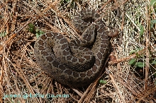 triseriatus