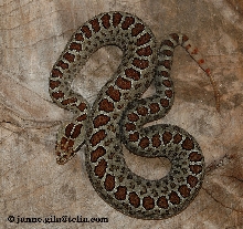 triseriatus