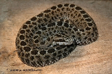 C t triseriatus